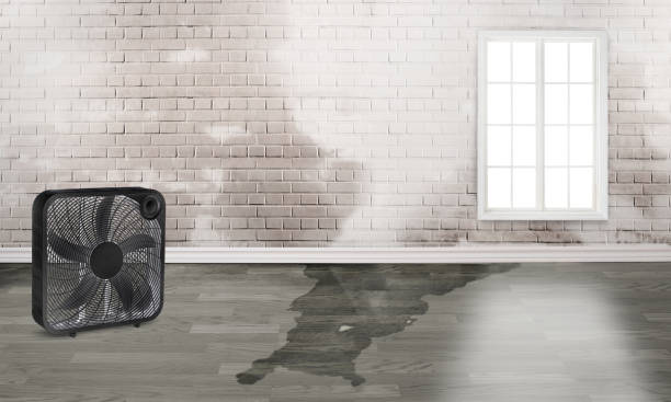 Best Water damage contractors near me  in South San Gabriel, CA